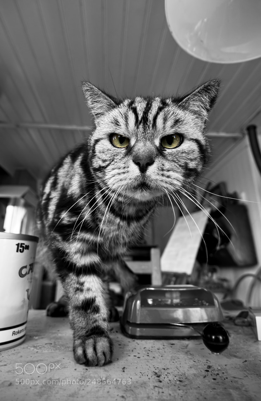 Nikon D90 sample photo. Angry cat photography