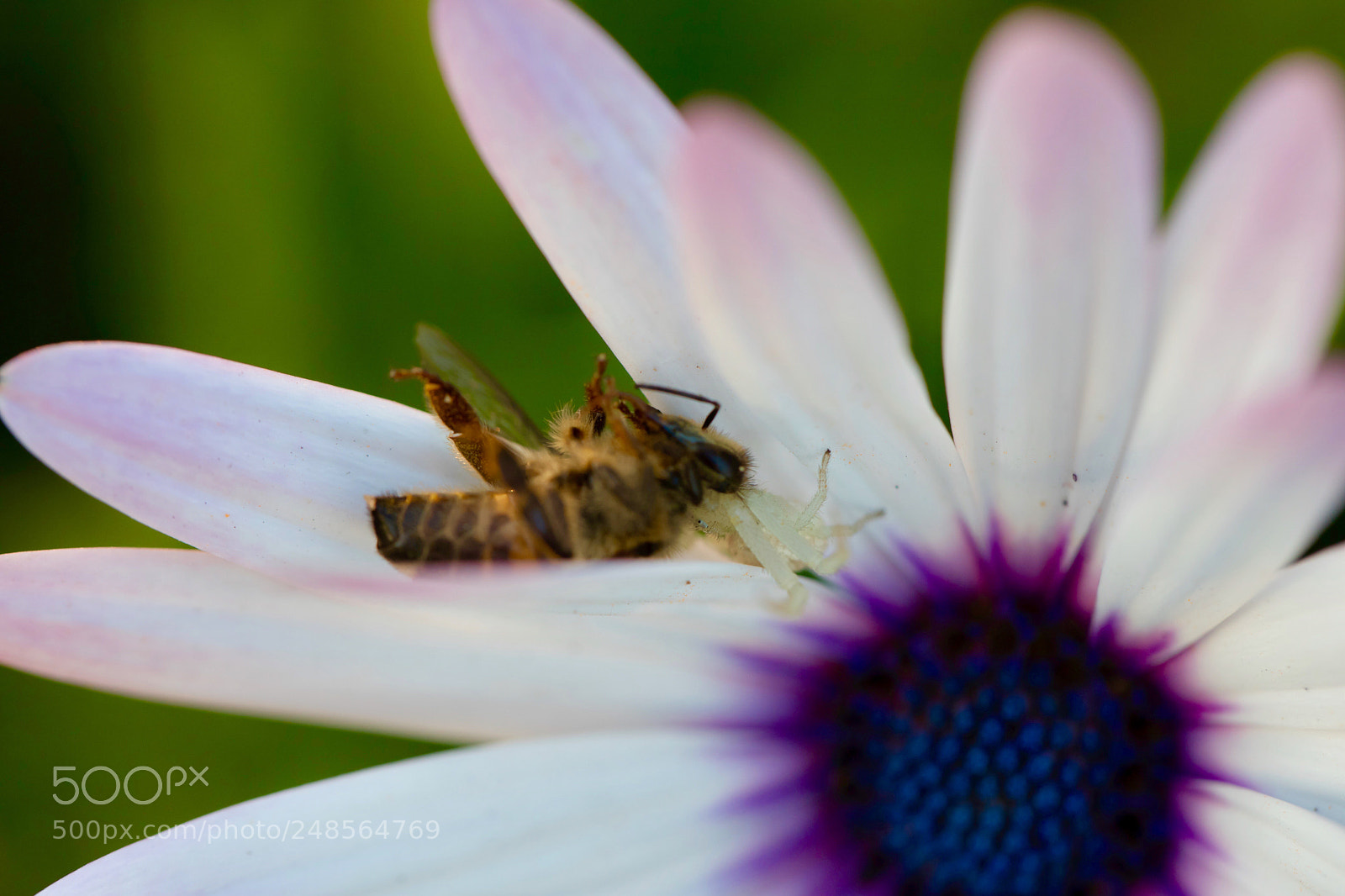 Canon EOS 6D Mark II sample photo. Patience pays off!! photography