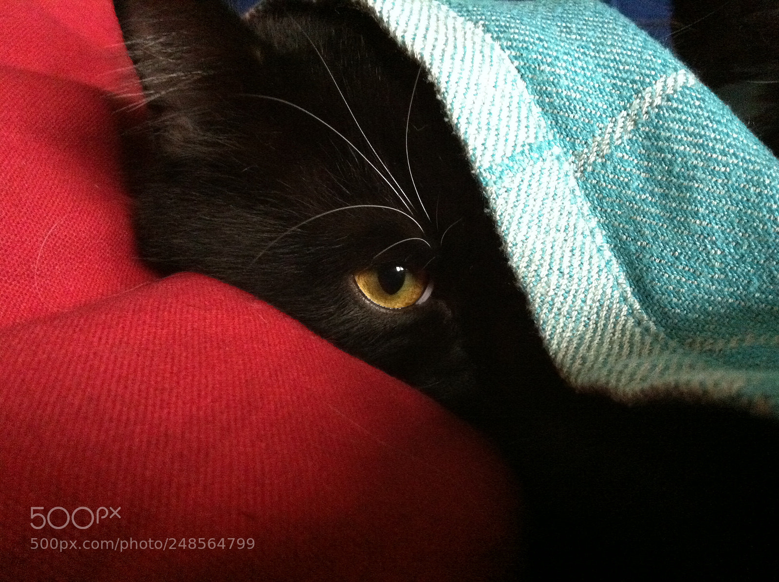 Apple iPhone 4 sample photo. Observing eye photography