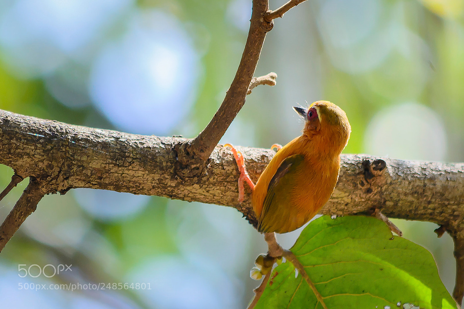 Nikon D7100 sample photo. White-browed piculet photography
