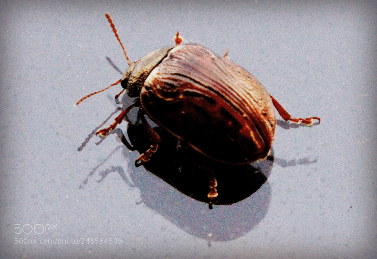 Nikon D3200 sample photo. A bug's life photography