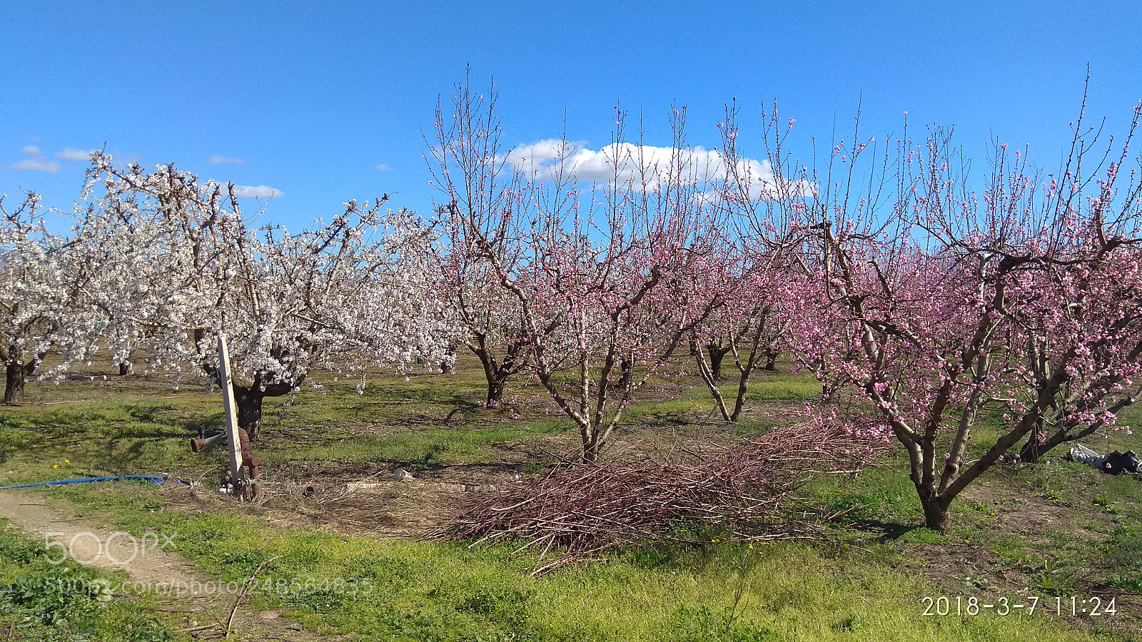Xiaomi Redmi Note 4X sample photo. Untitled photography