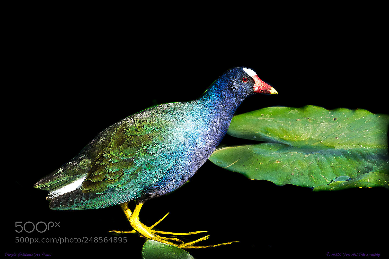 Sony a7 sample photo. Purple gallinule for peace photography