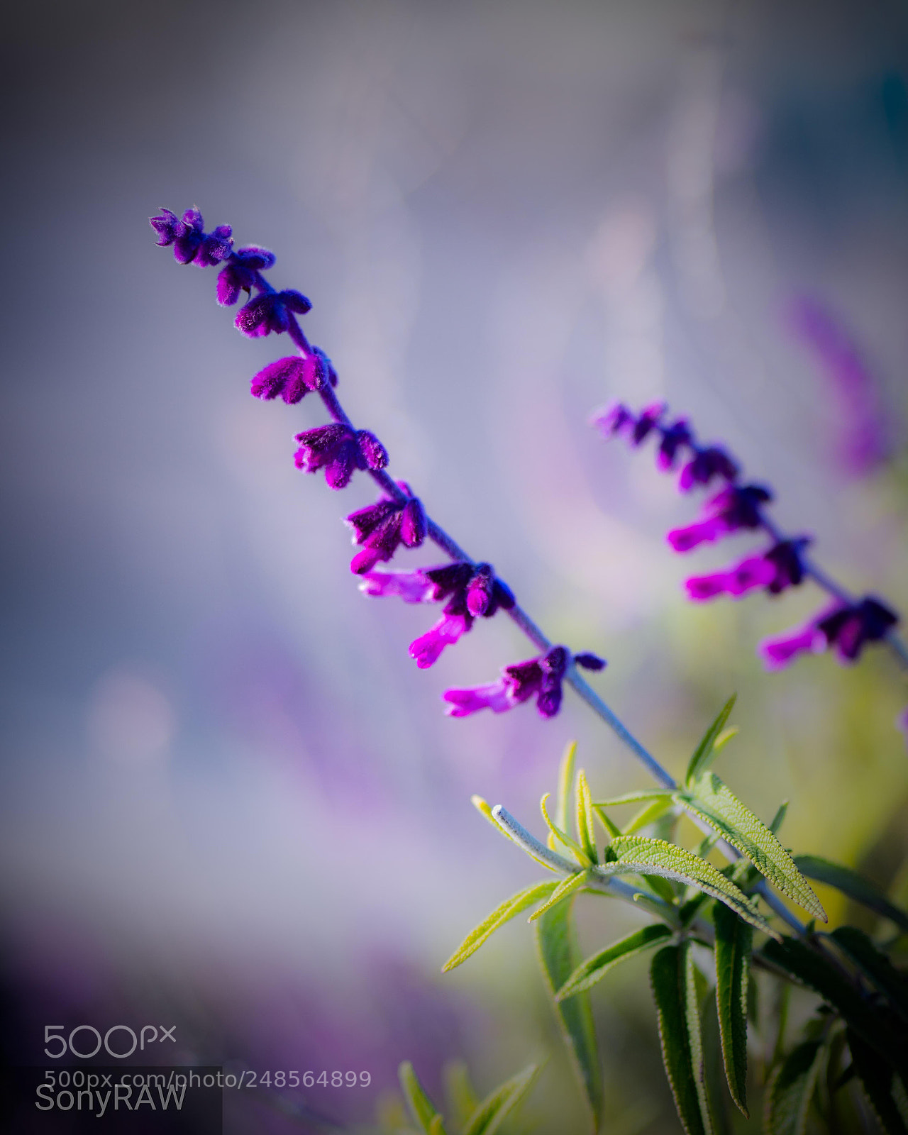 Sony a6500 sample photo. Purple blossoms photography