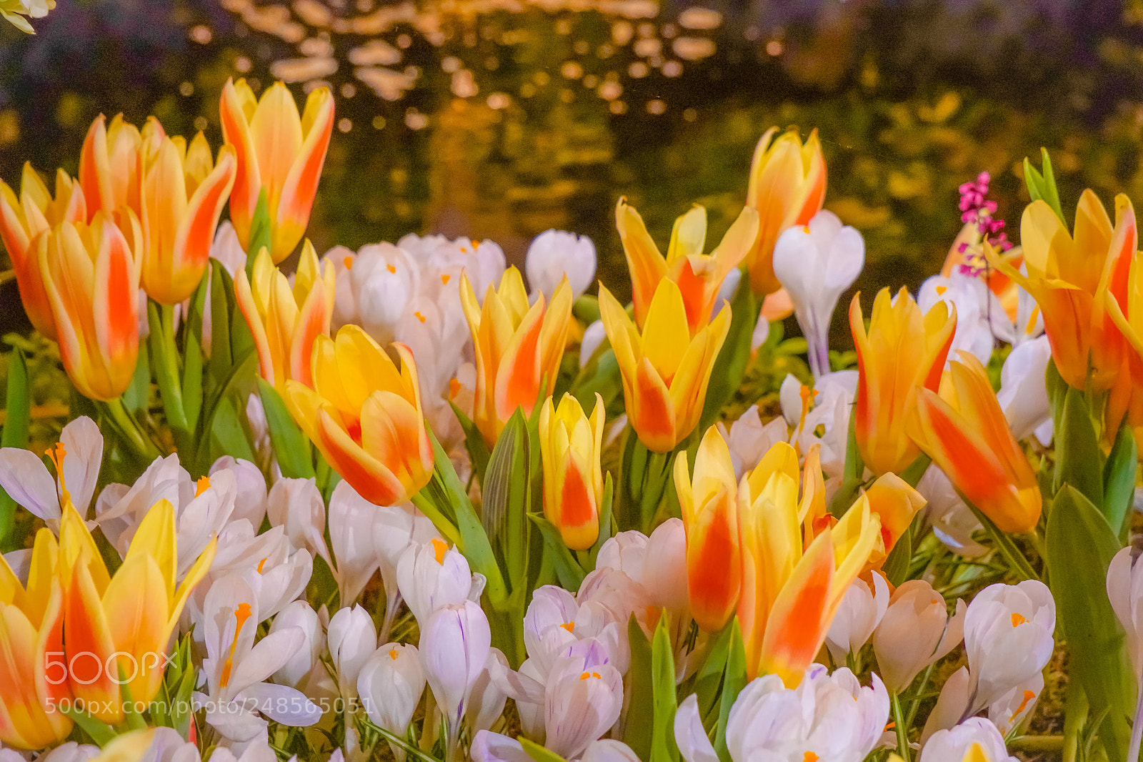 Sony a6500 sample photo. Beautiful flowers photography