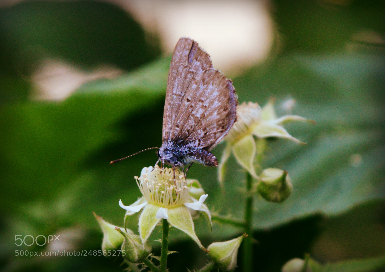 Nikon D3200 sample photo. Lingering lithely photography