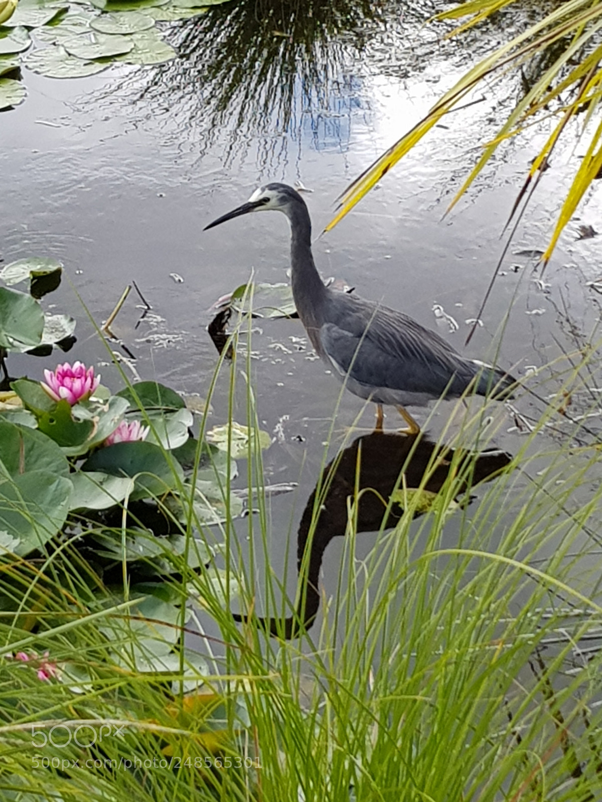 Samsung Galaxy S8+ sample photo. Going fishing photography
