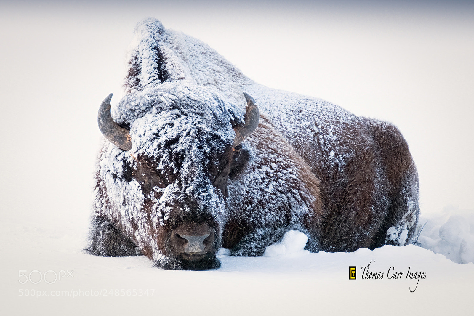 Fujifilm X-T2 sample photo. Embedded bison photography