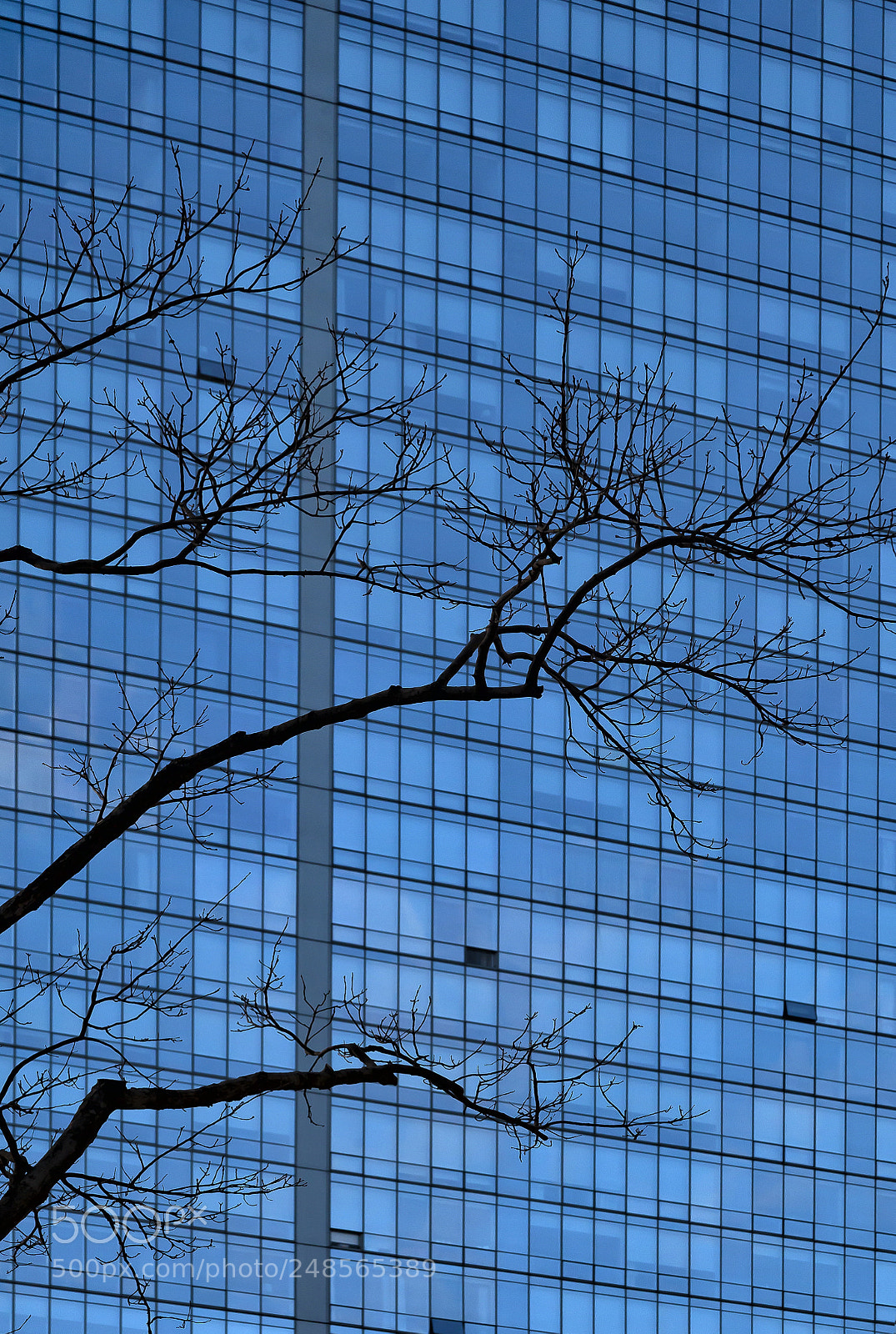 Canon EOS 5D Mark II sample photo. Tree and office building photography