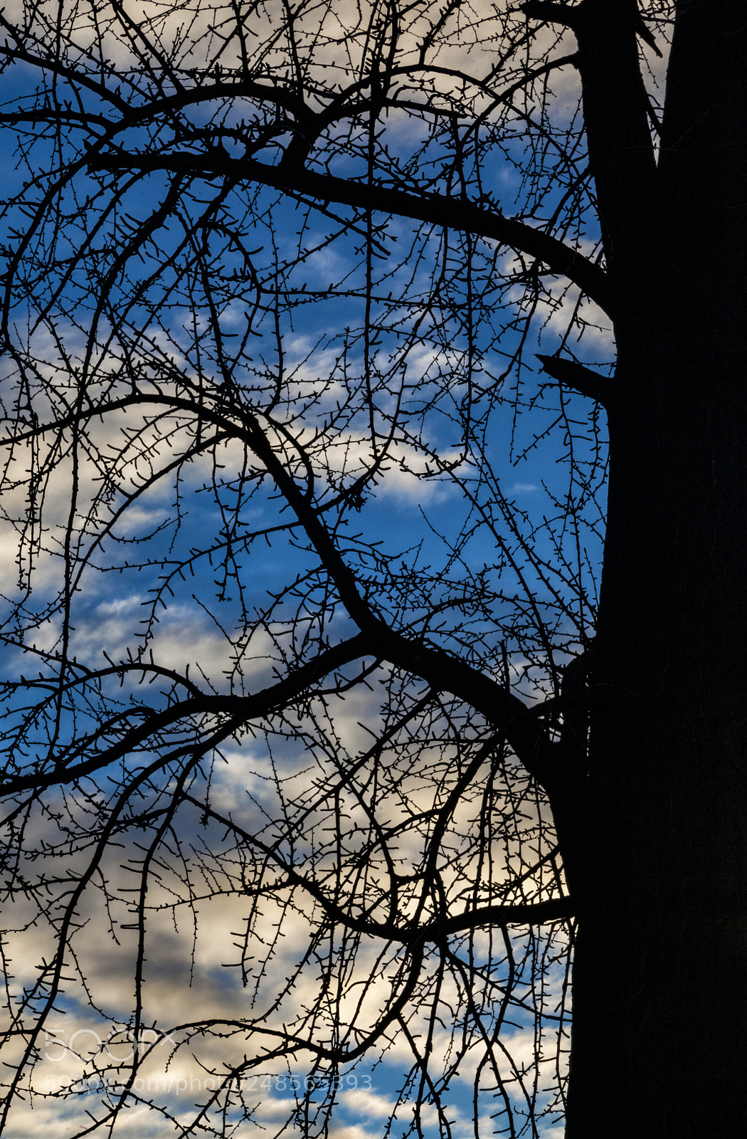 Canon EOS 5D Mark II sample photo. Trees sky and clouds photography