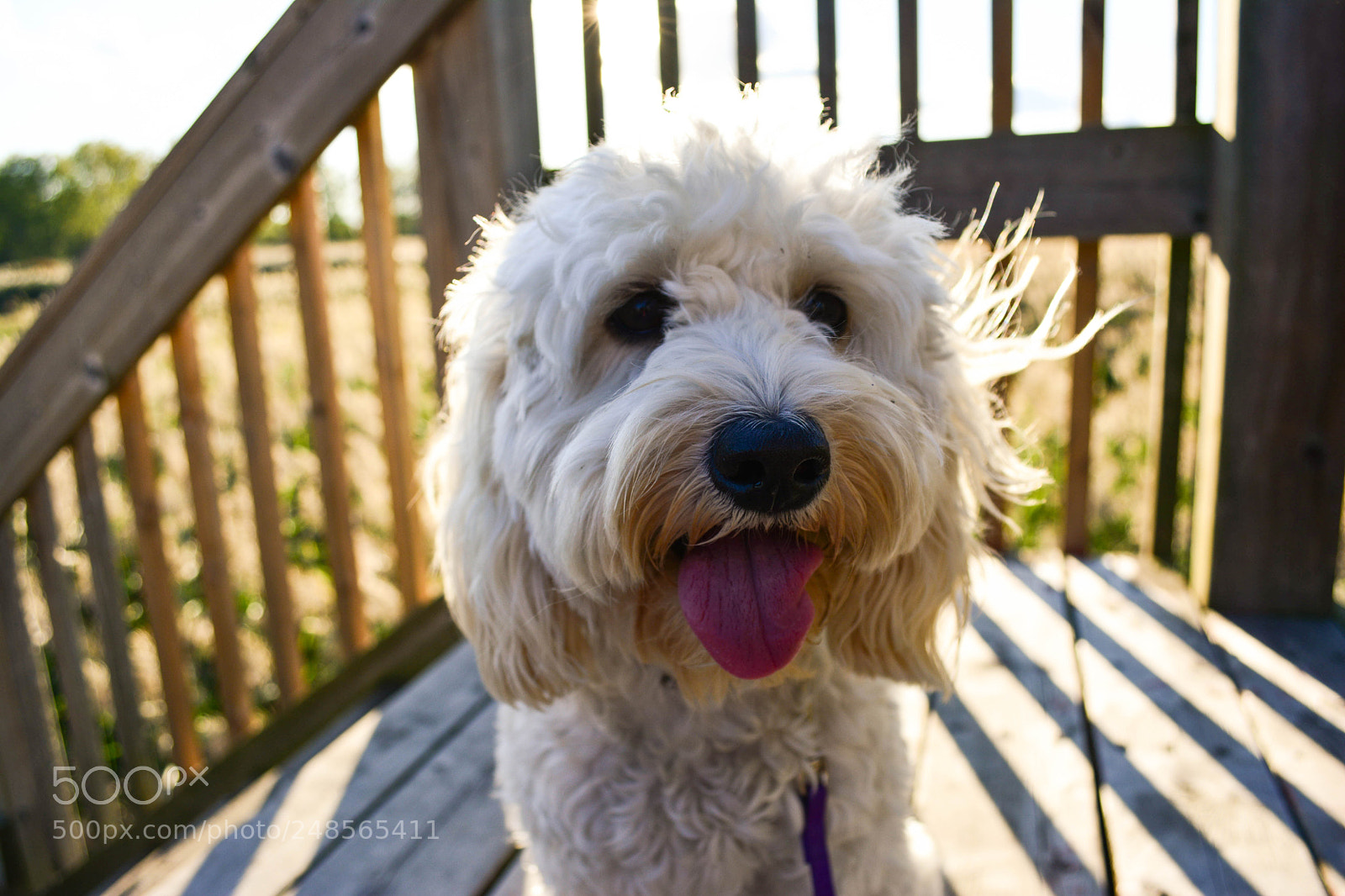 Nikon D5200 sample photo. Susan. photography