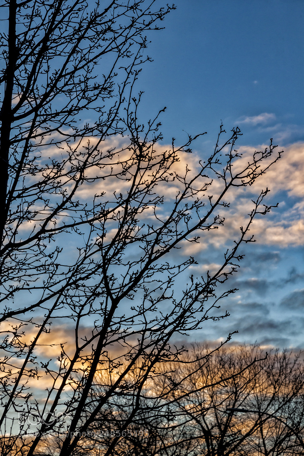 Canon EOS 5D Mark II sample photo. Clouds sky trees at photography