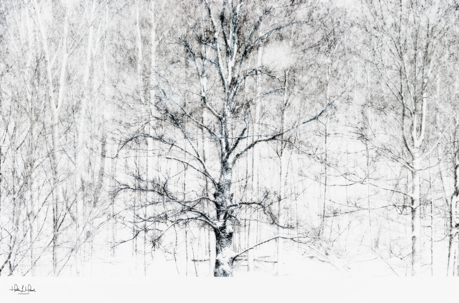 Nikon D810 sample photo. The old maple photography