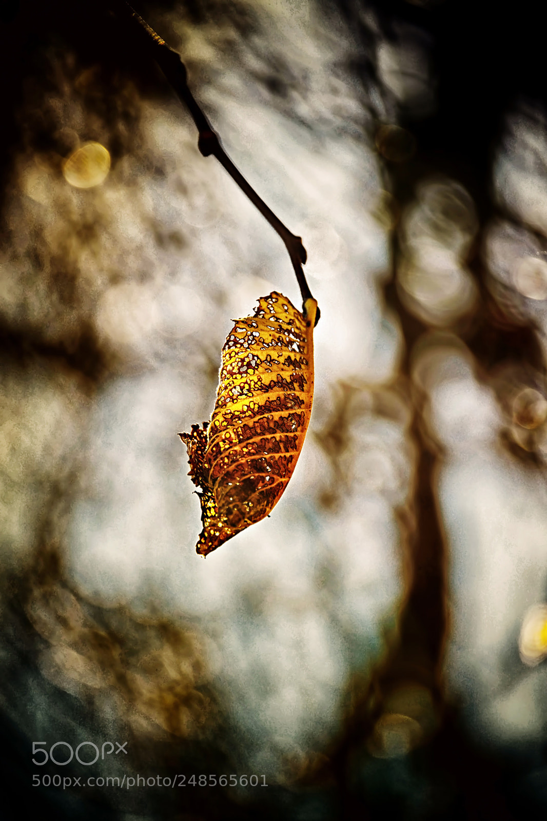 Nikon D800E sample photo. The last leaf photography