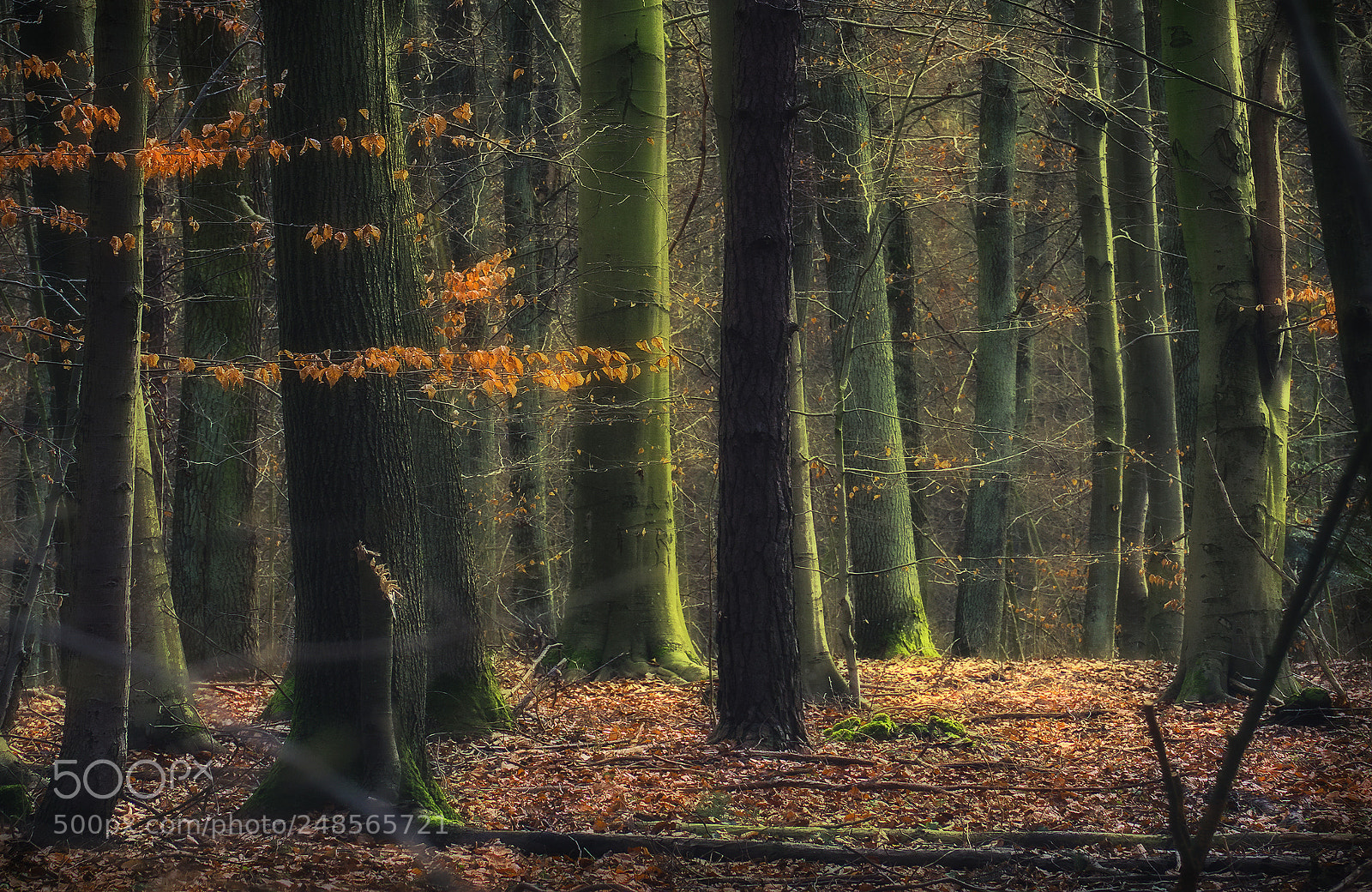 Sony a6000 sample photo. Autumn forest photography