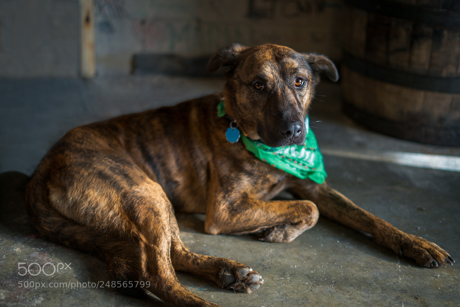 Sony a7R II sample photo. Brownie photography