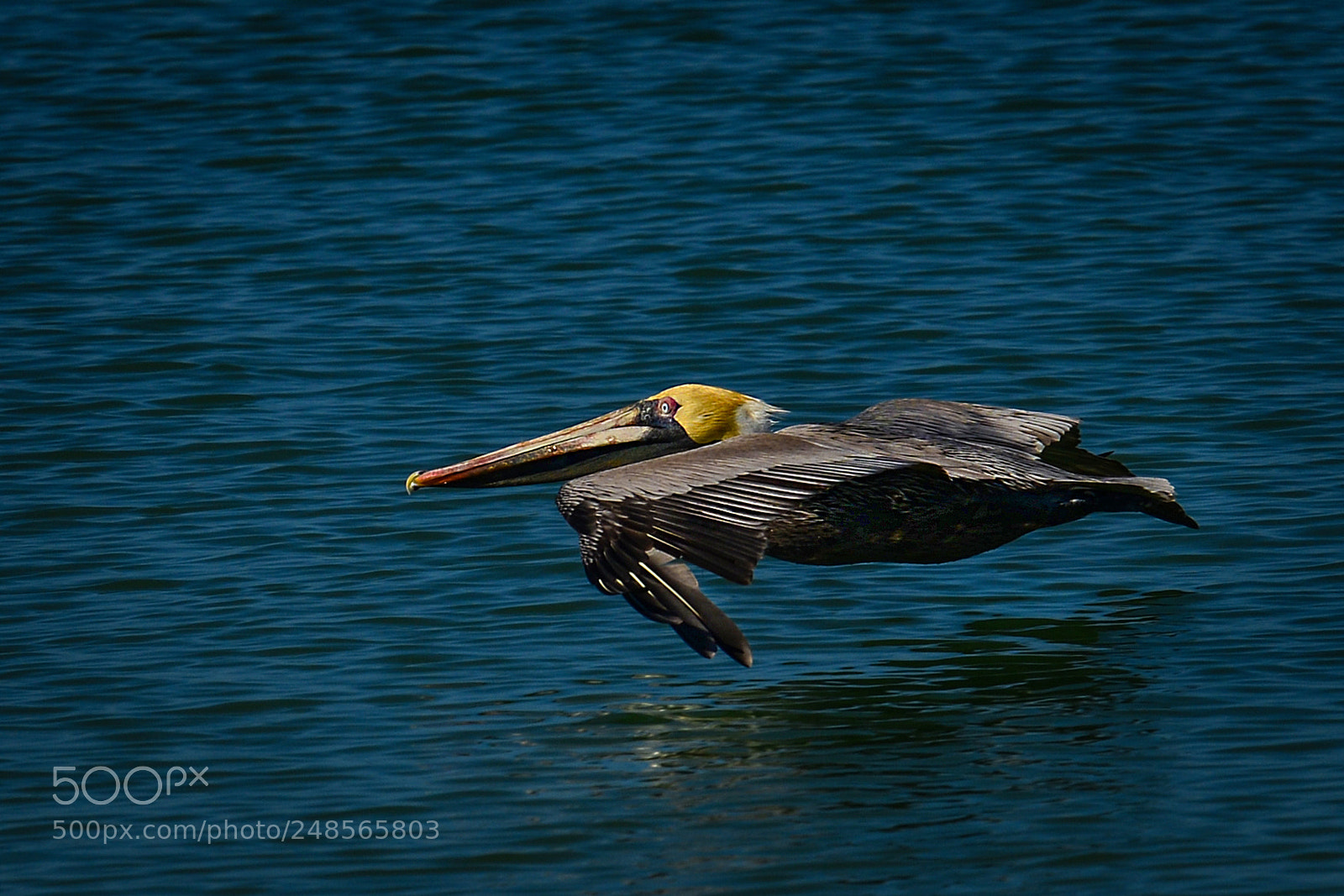 Nikon D800 sample photo. Low flyer photography