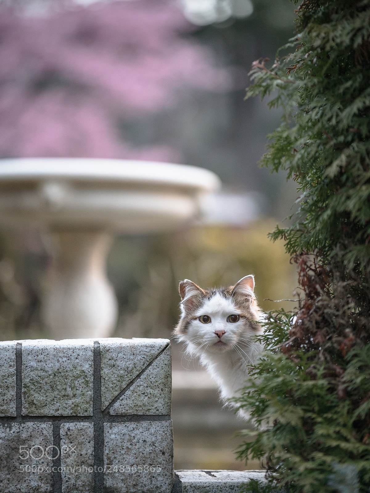 Sony a7S II sample photo. Behind a tree photography