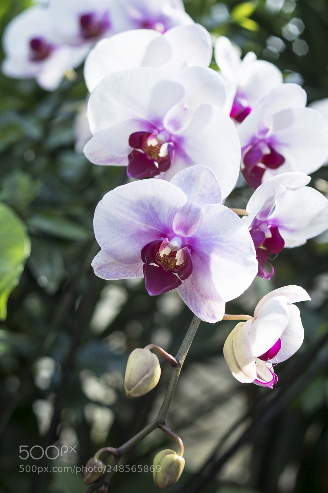 Nikon D7500 sample photo. Asian orchids photography