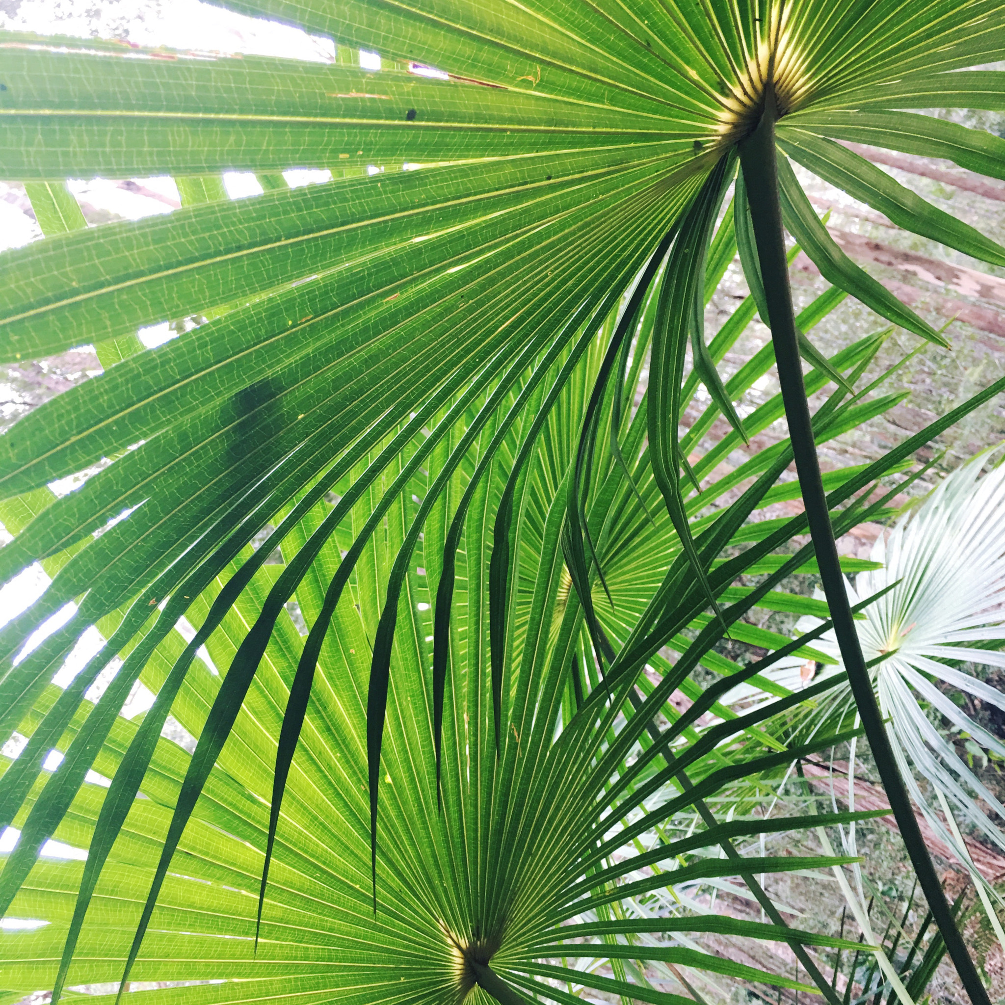 Hipstamatic 330 sample photo. Palm fronds photography