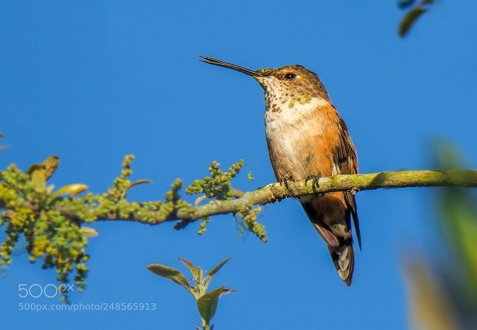 Olympus OM-D E-M1 Mark II sample photo. Hummingbird photography