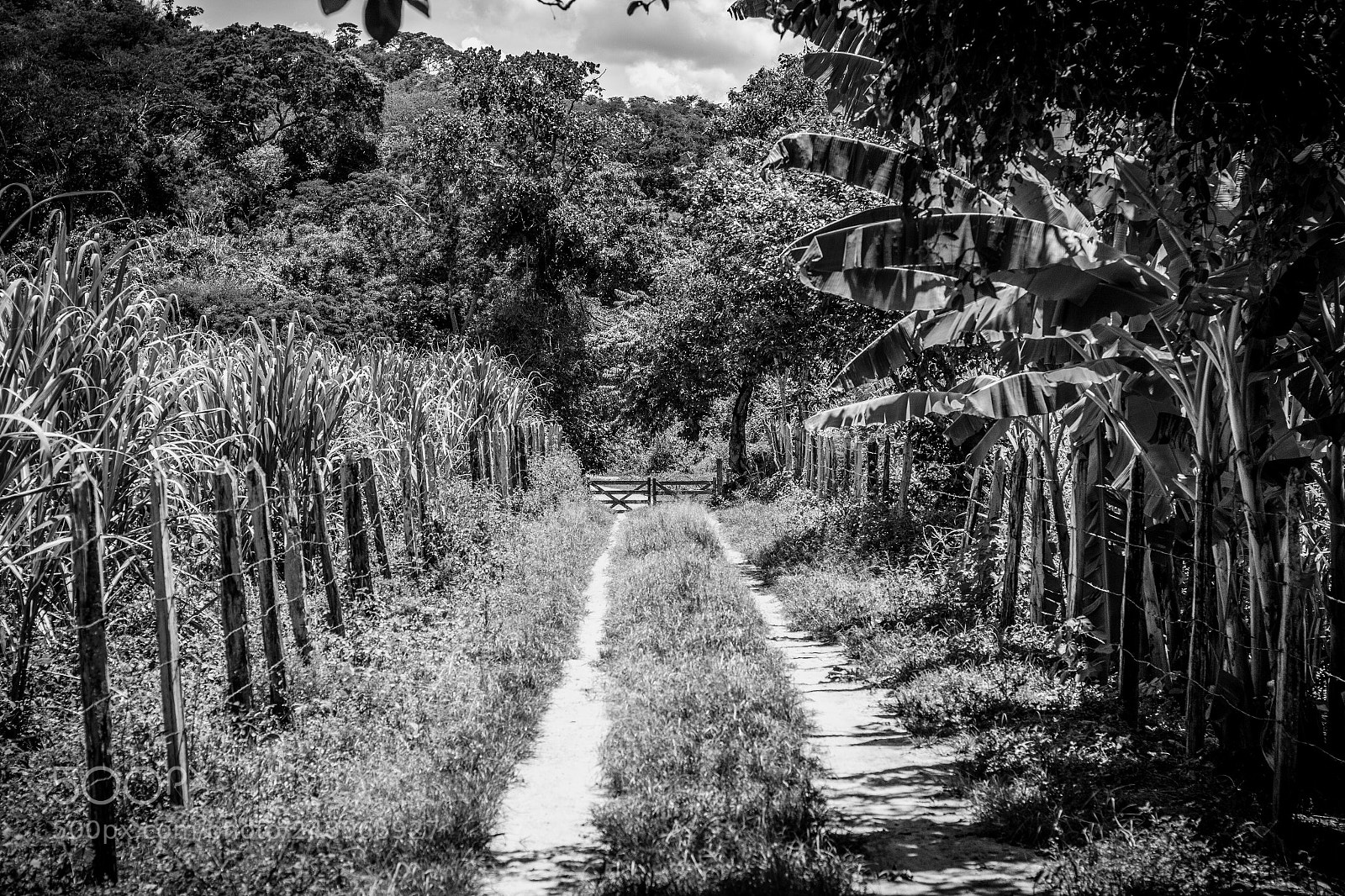 Canon EOS 60D sample photo. Estrada photography