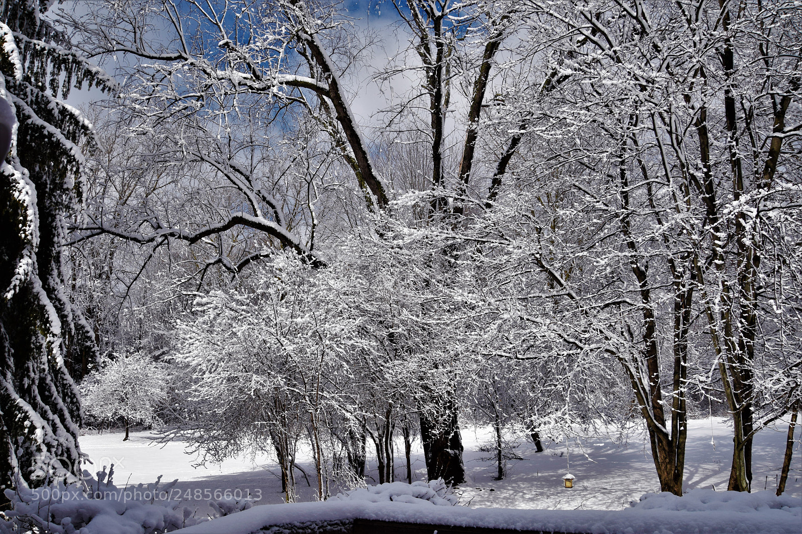 Nikon D5300 sample photo. The look of snow. photography