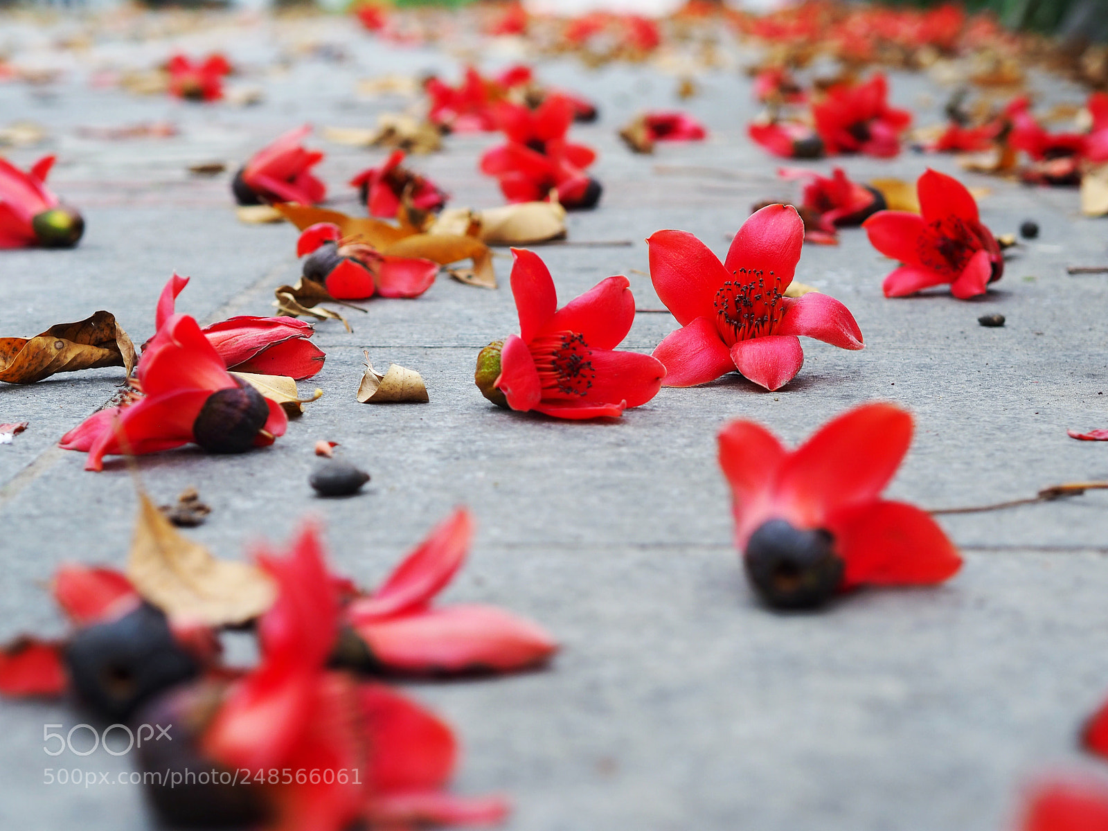 Olympus OM-D E-M10 III sample photo. Falling on the ground photography