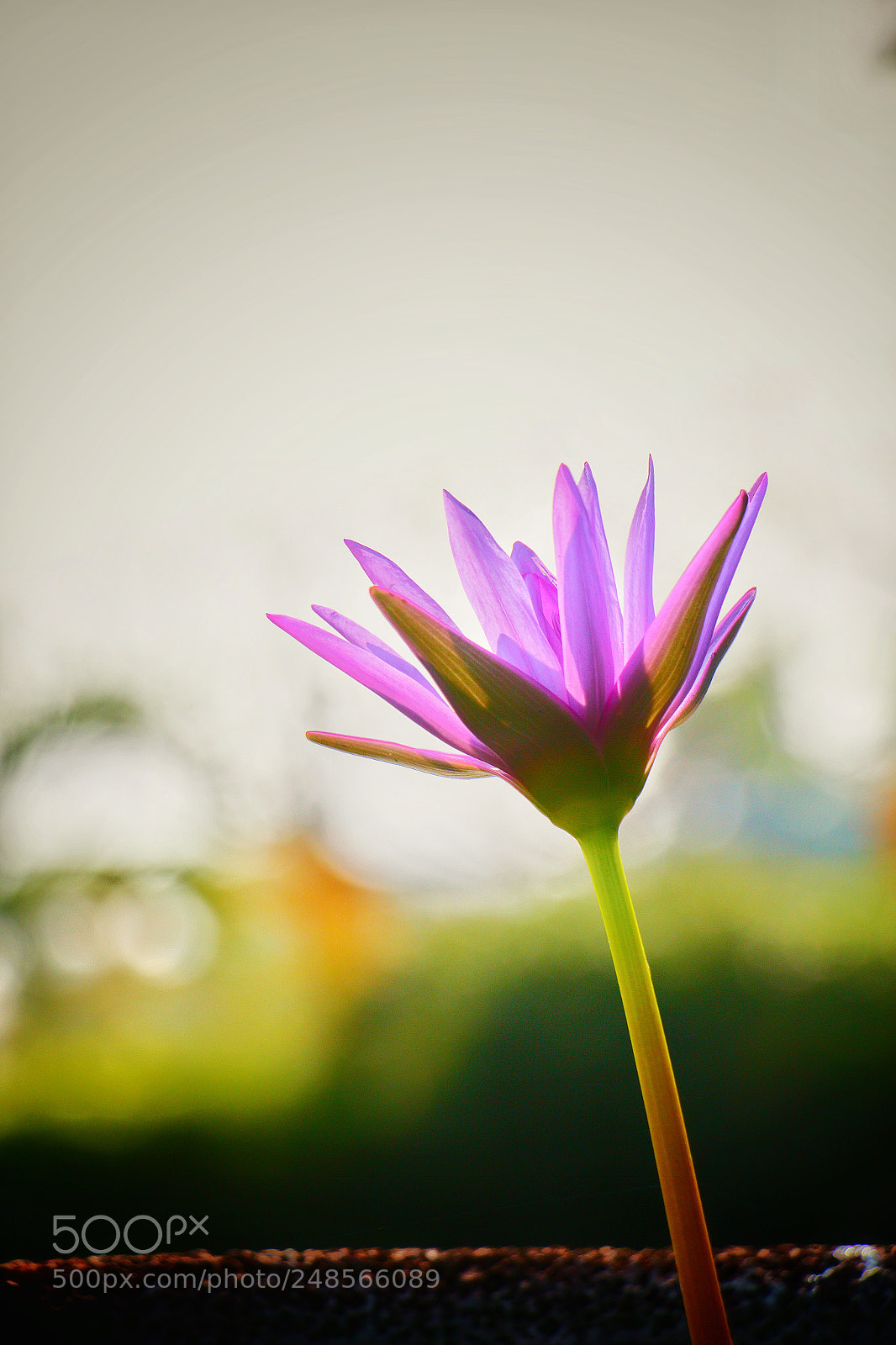 Canon EOS 60D sample photo. Thailand lotus photography