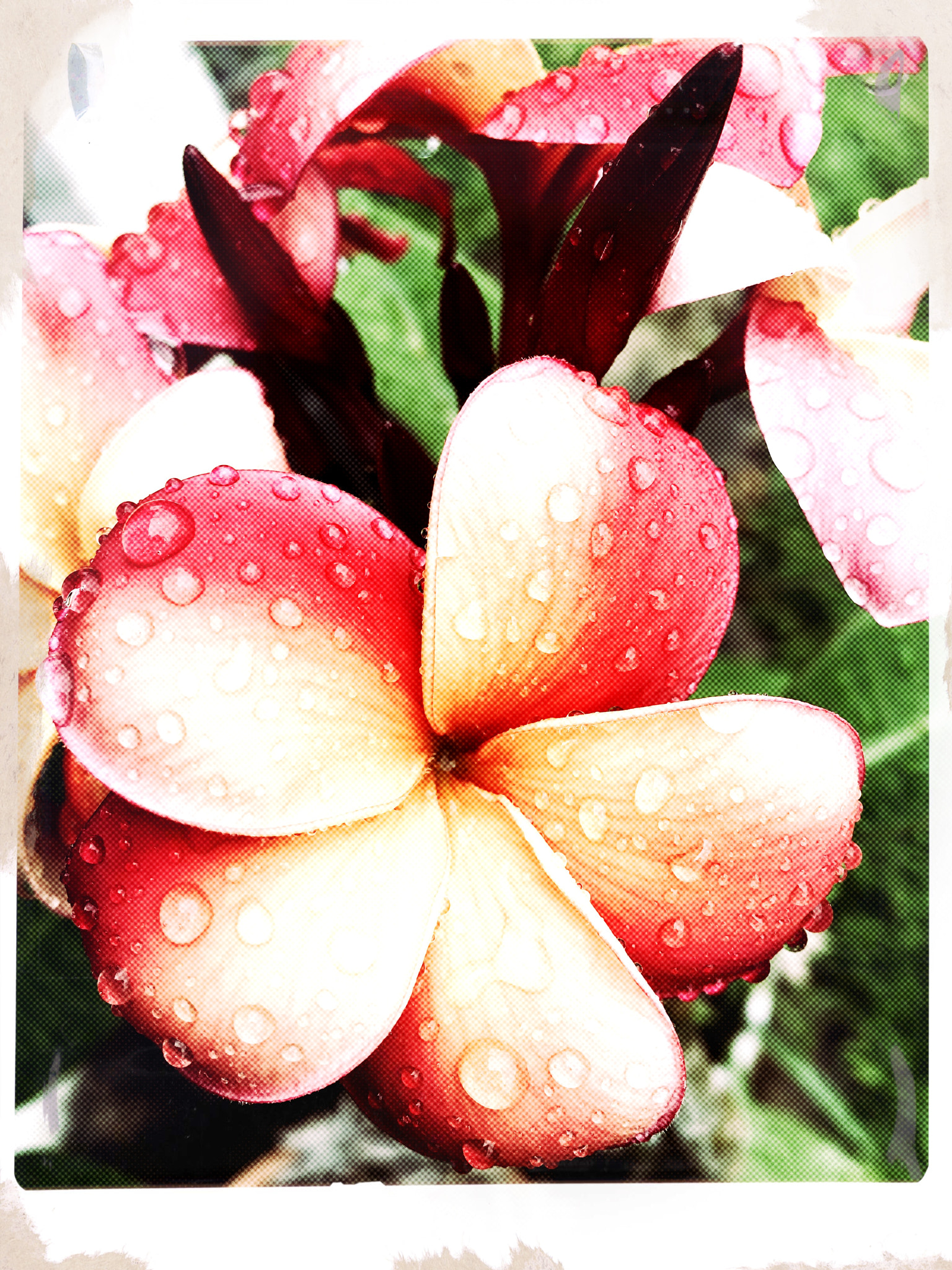 Hipstamatic 339 sample photo. Summer frangipanis in the rain photography