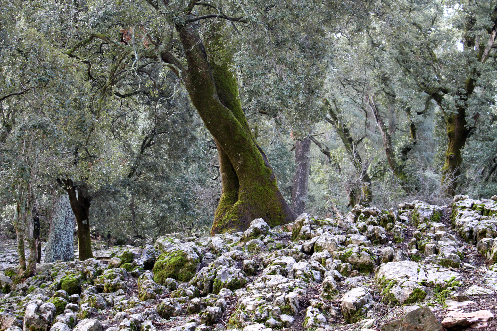Canon EOS 7D sample photo. Cold forest photography