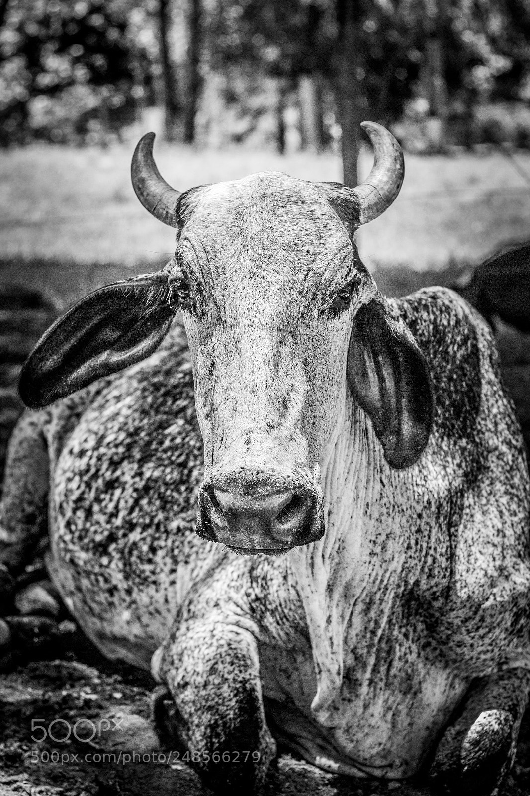 Canon EOS 60D sample photo. Campo photography
