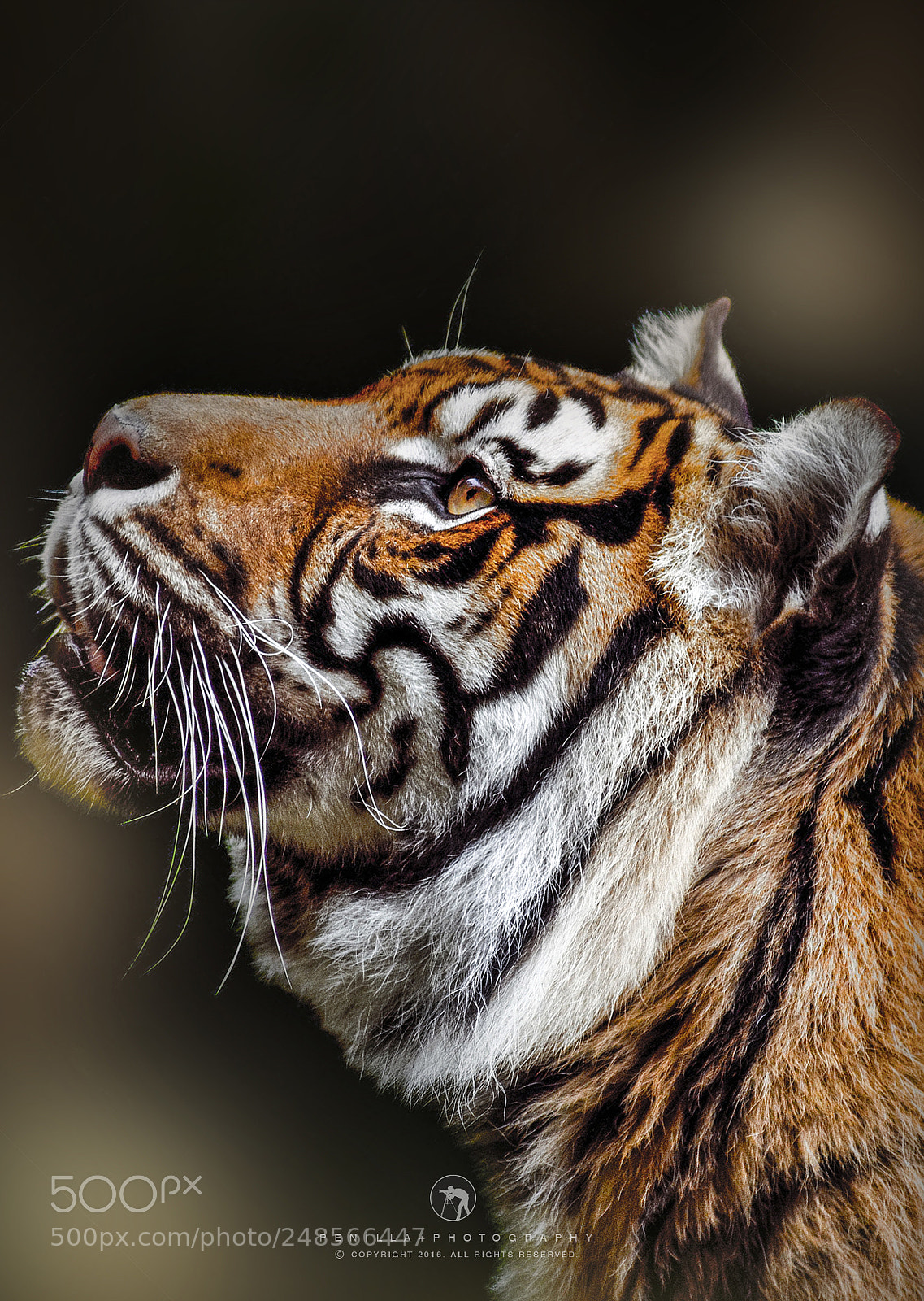 Canon EOS 600D (Rebel EOS T3i / EOS Kiss X5) sample photo. Majestic beast photography