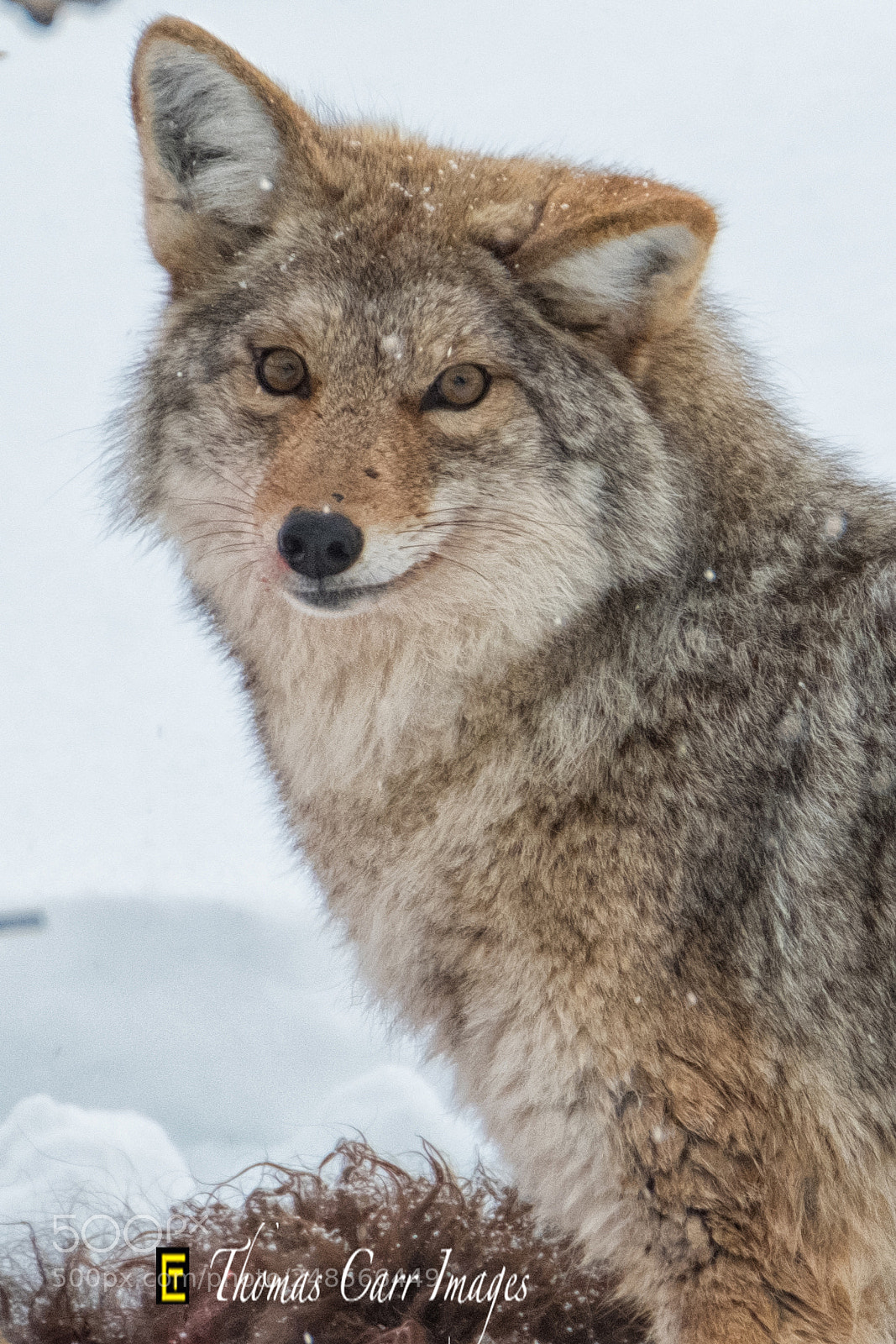 Fujifilm X-T2 sample photo. Coyote photography