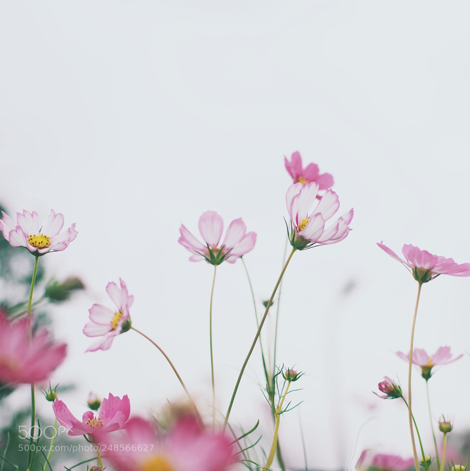 Nikon D7100 sample photo. Flower photography