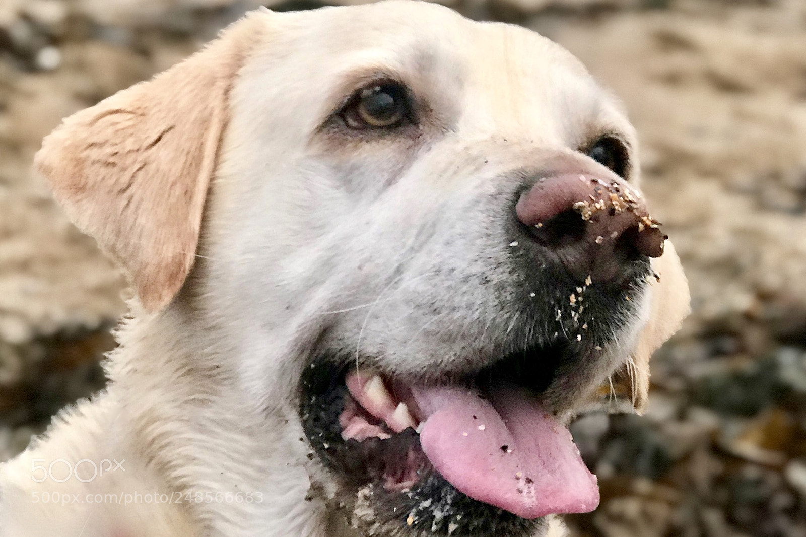 Apple iPhone 7 Plus sample photo. Sandy nose photography