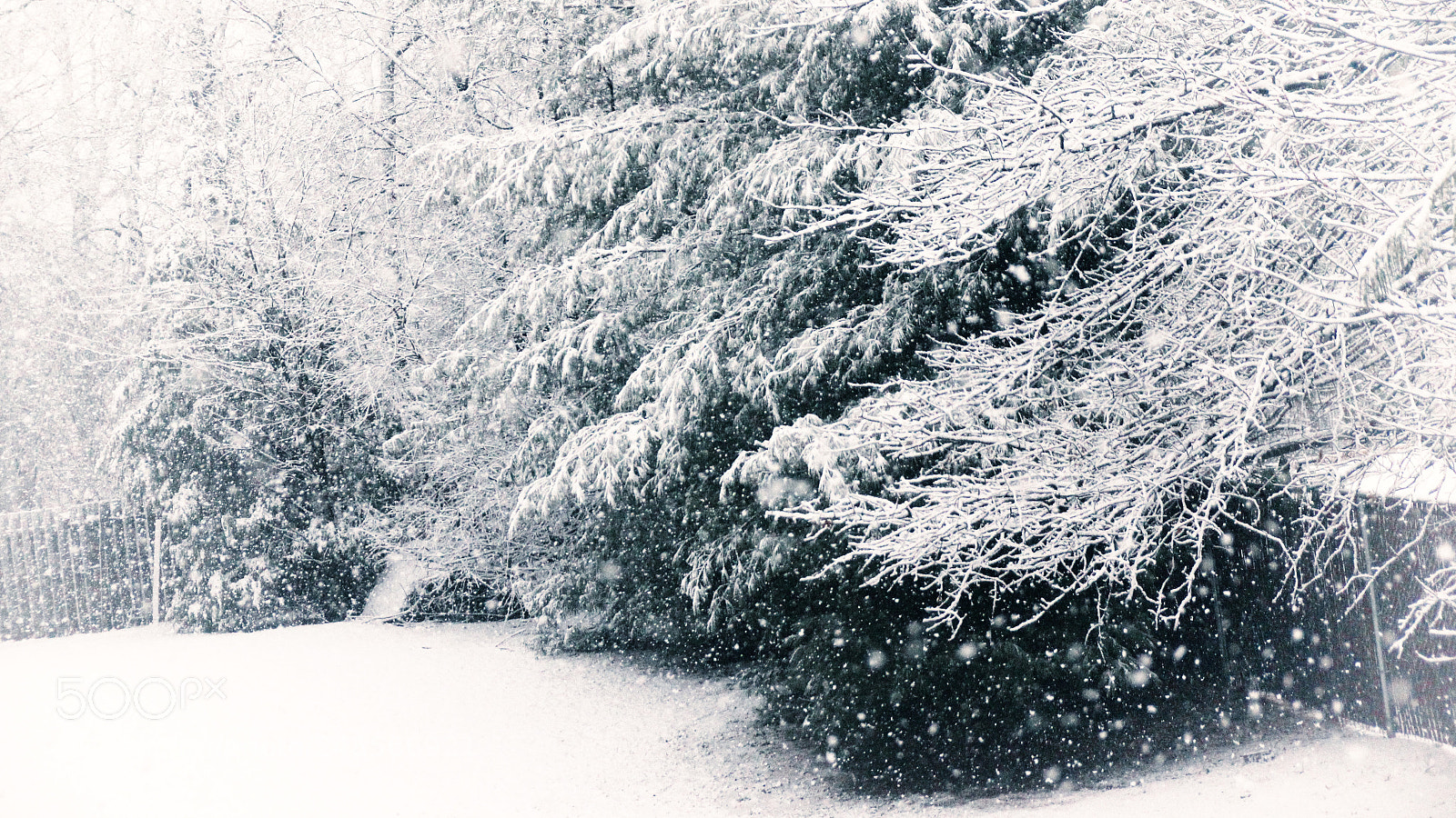 Canon EOS 60D sample photo. Let it snow! photography