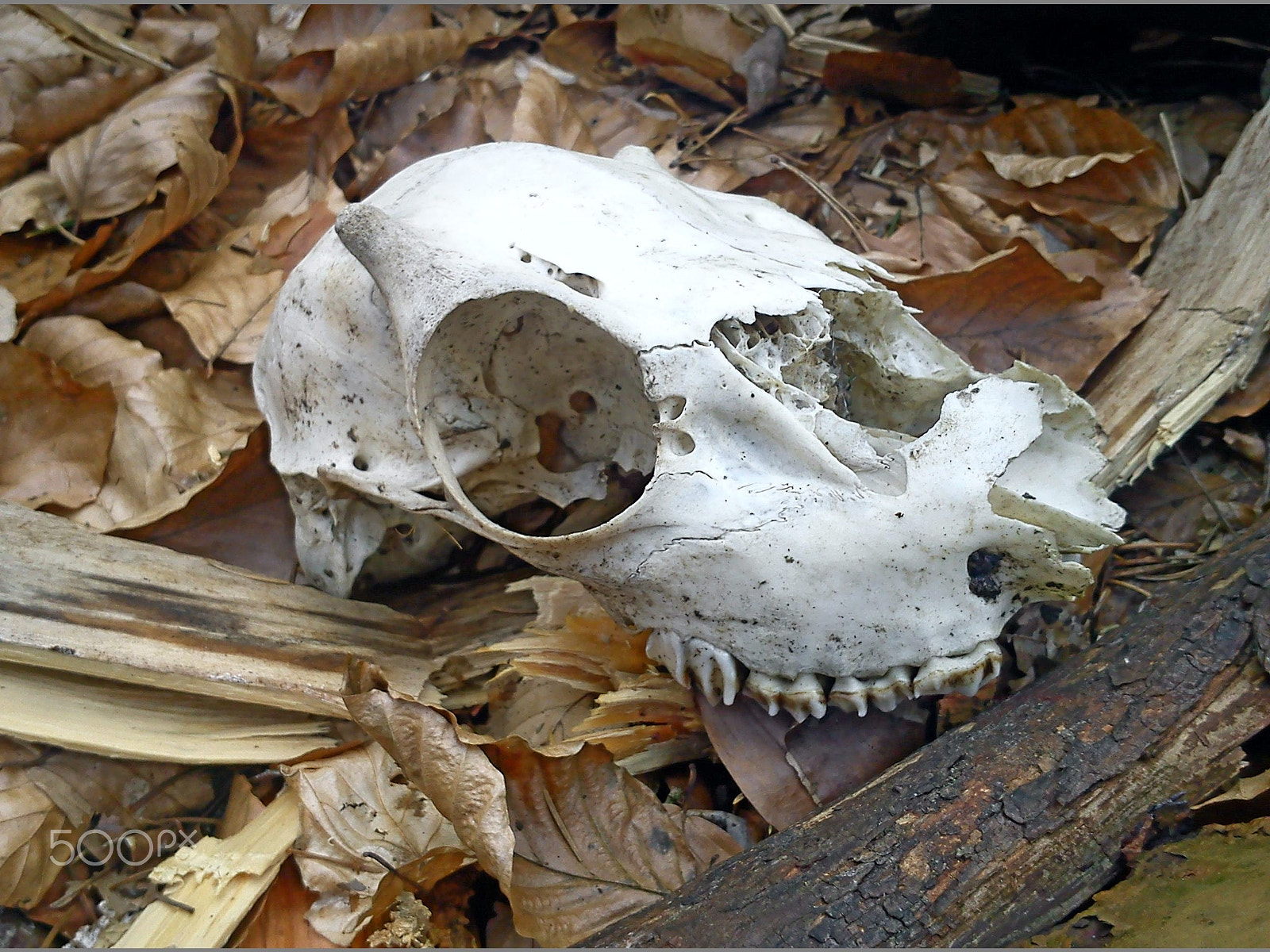 Sony Ericsson J10i2 sample photo. Memento mori photography