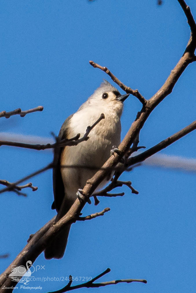 Nikon D5200 sample photo. Tufted titmouse photography