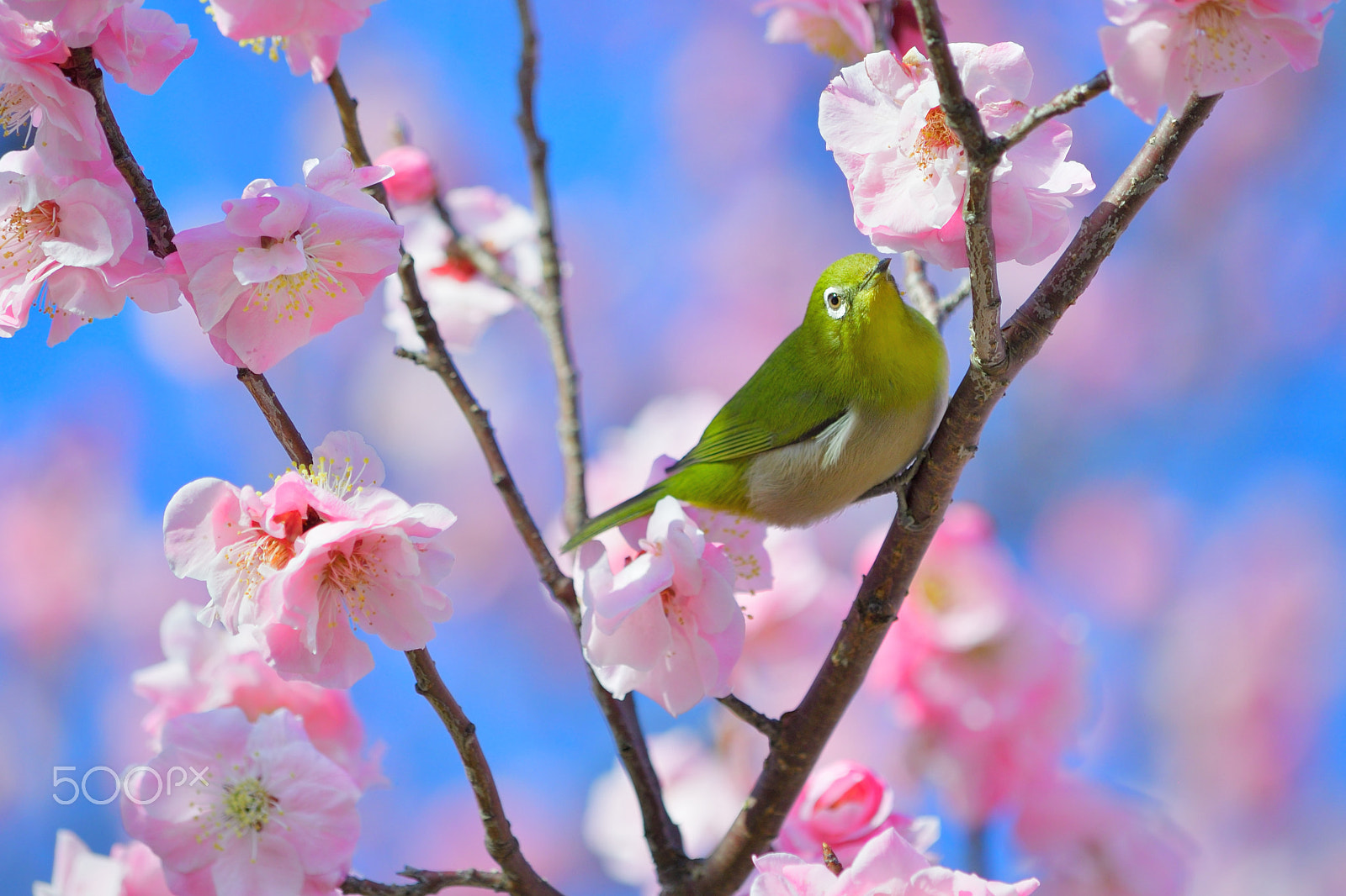 Nikon D610 sample photo. White-eye photography