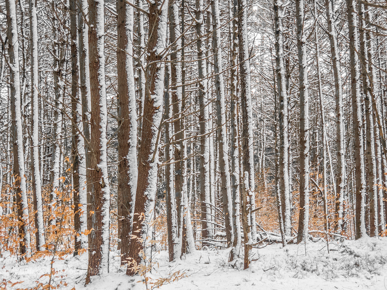 Canon PowerShot G15 sample photo. The snowy forest of photography