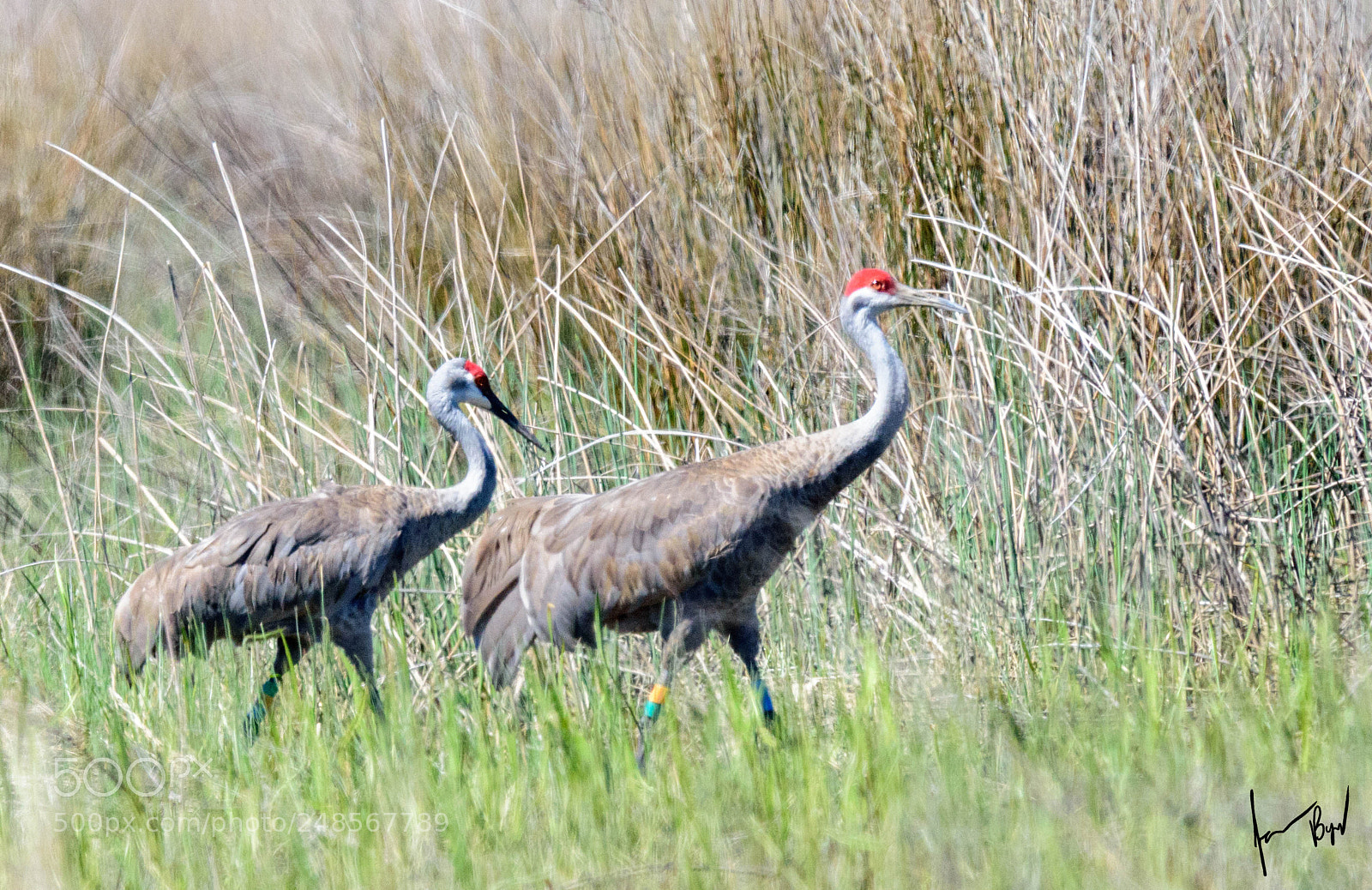 Nikon D5500 sample photo. Endangered mississippi sand hill photography