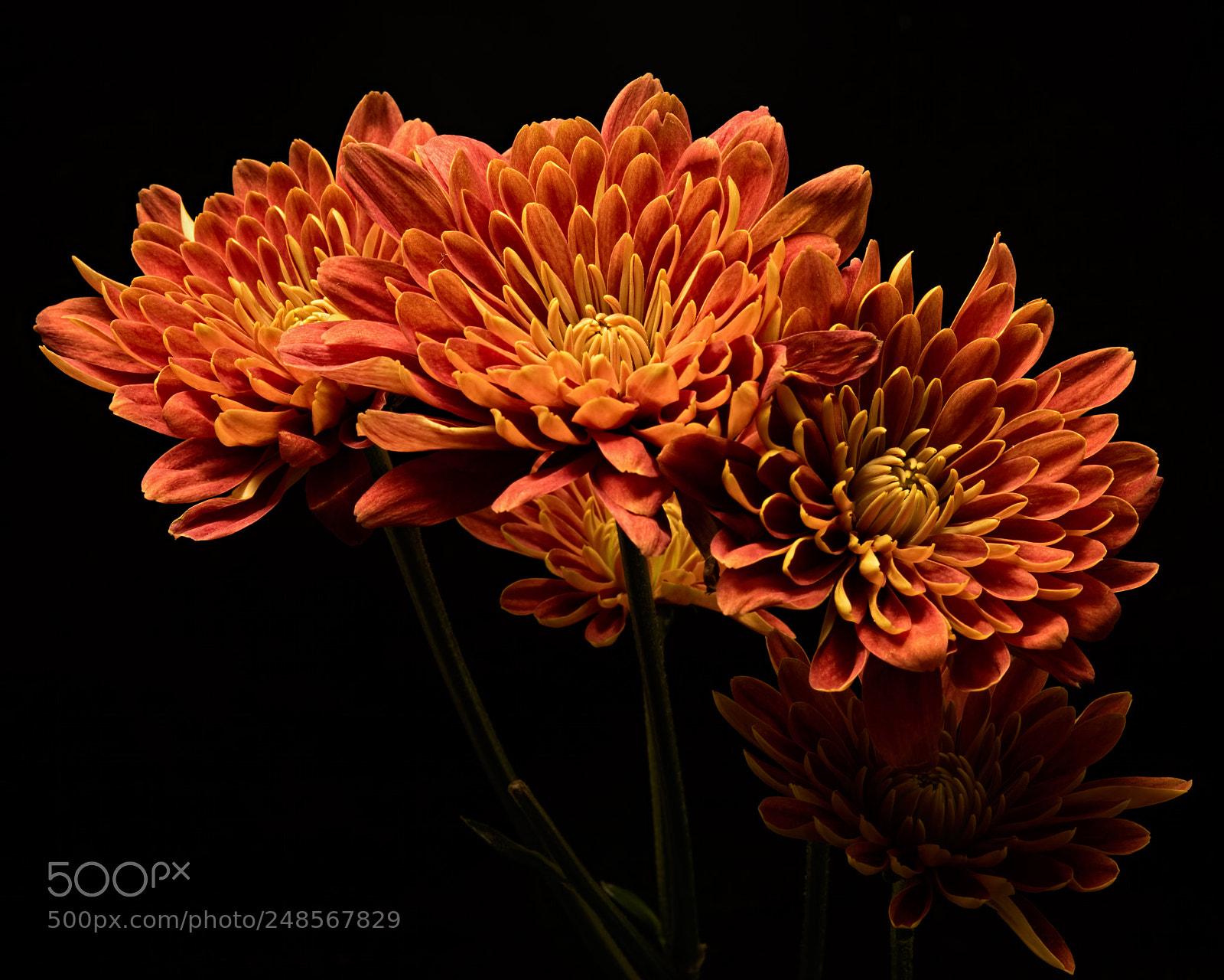 Nikon D810 sample photo. Shoulder to shoulder 1120 photography