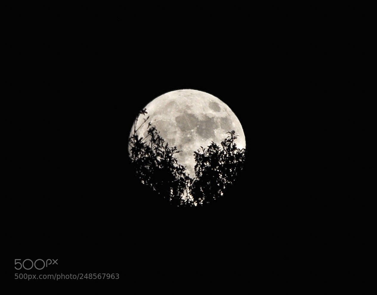 Nikon D5000 sample photo. Full moon photography