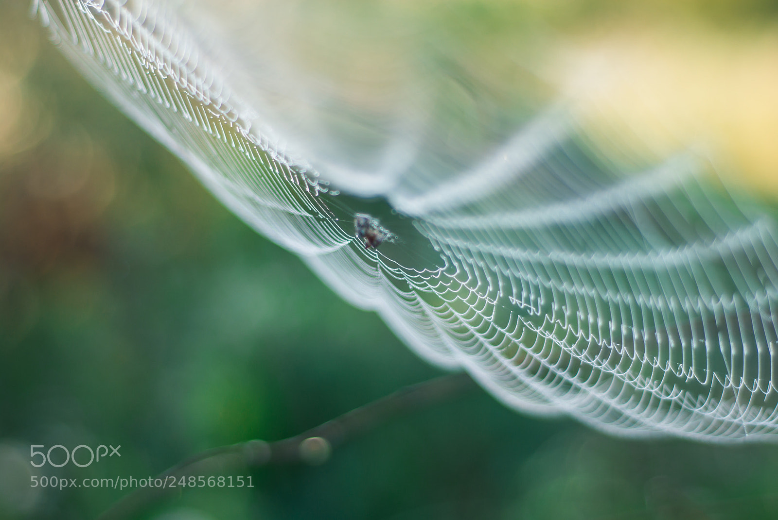 Nikon D200 sample photo. Charlotte web photography