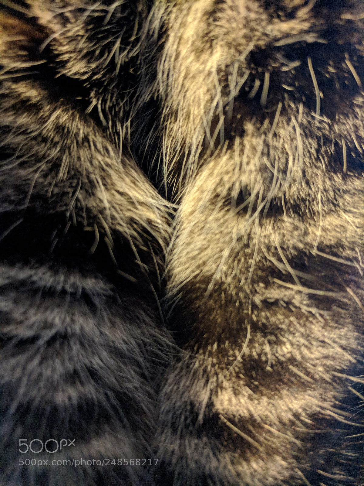Google Pixel XL sample photo. Fur photography