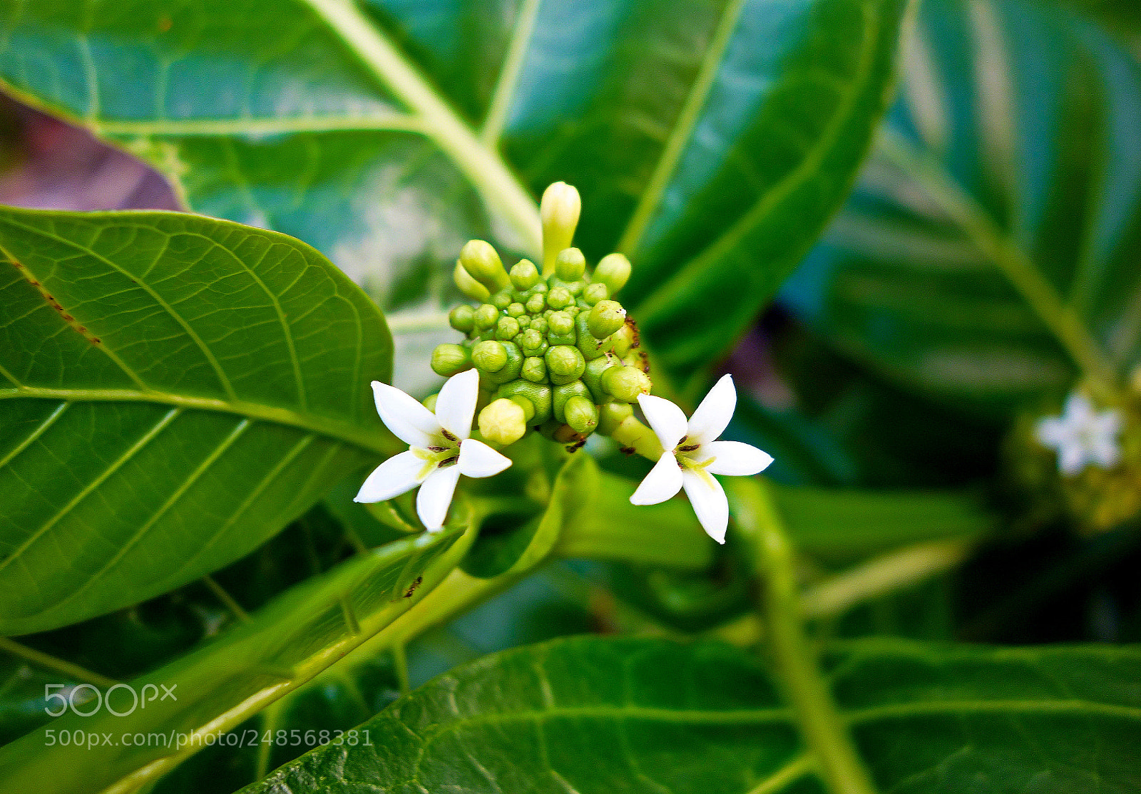 Sony Cyber-shot DSC-RX100 sample photo. Pair of whites photography