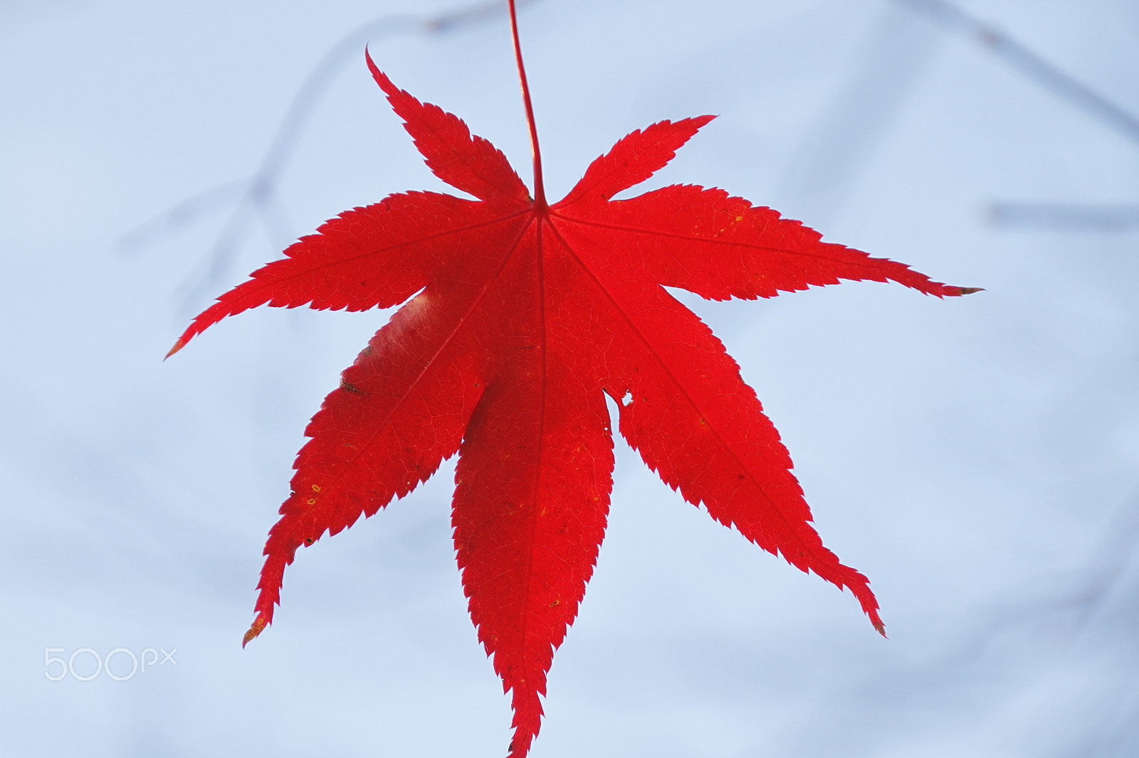 Canon EOS 7D sample photo. Fiery leaf photography