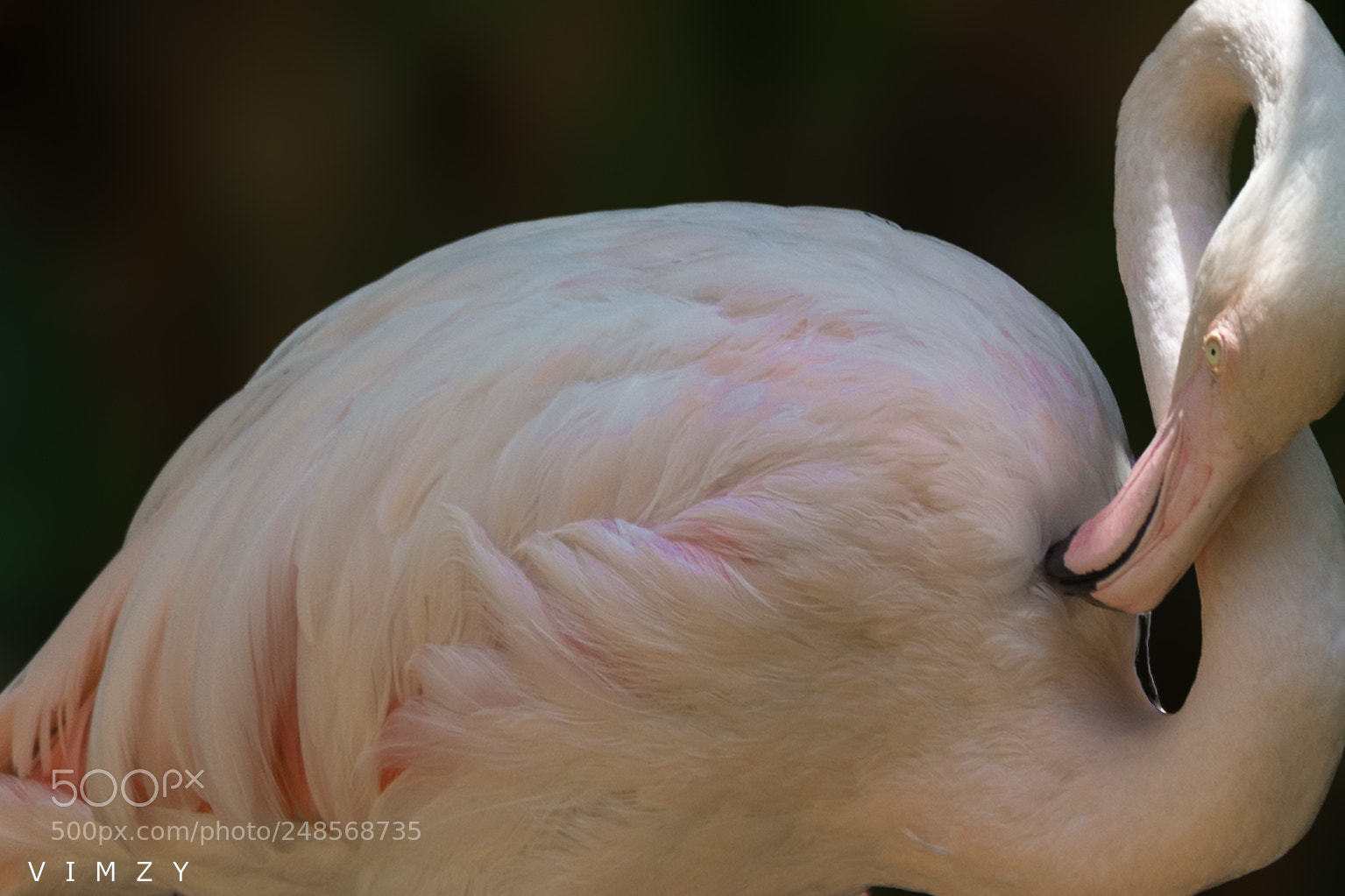 Nikon D7200 sample photo. White beauty photography