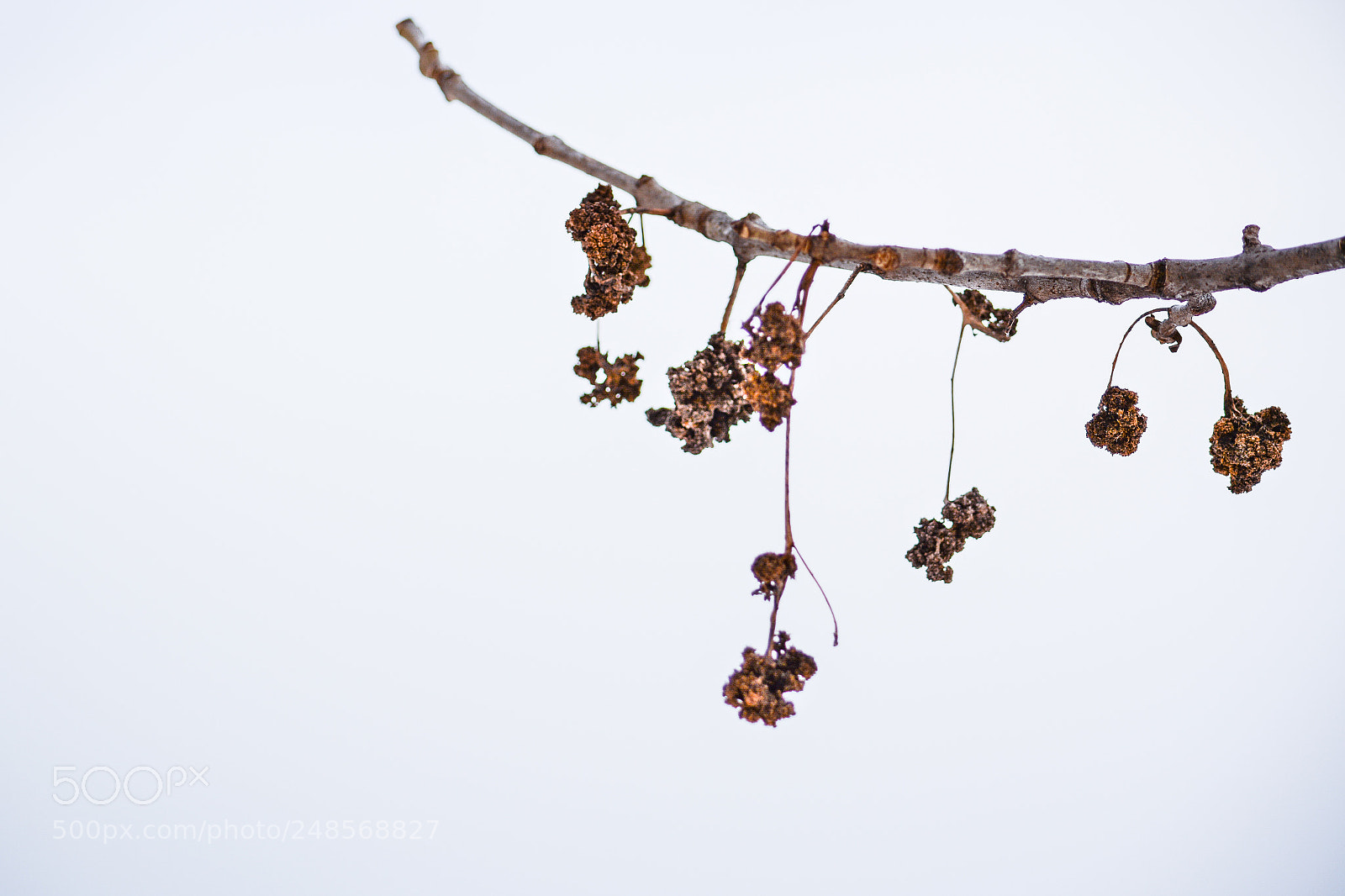 Nikon D7100 sample photo. Hanging on photography